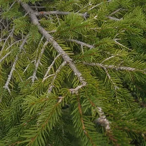 Хвойные опилки оптом в Омске купить - оперативная доставка по всей России