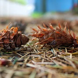 Хвойные опилки оптом в Омске от завода-производителя Лигнум Ресурс