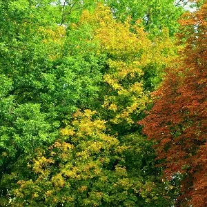 Лиственные опилки оптом в Омске купить - оперативная доставка по всей России