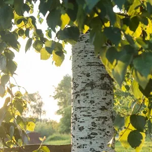 Опилки березовые оптом в Омске купить - оперативная доставка по всей России