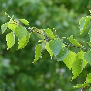 Опилки березовые оптом в Омске от завода-производителя Лигнум Ресурс