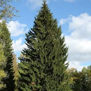 Еловые опилки оптом в Омске купить - оперативная доставка по всей России