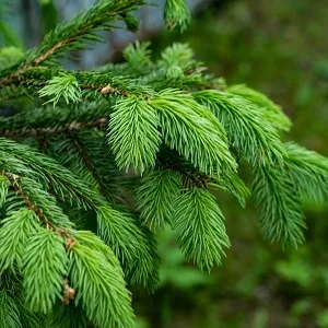 Еловые опилки оптом в Омске от завода-производителя Лигнум Ресурс