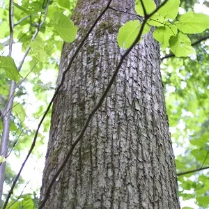 Опилки липовые оптом в Омске купить - оперативная доставка по всей России