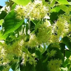 Опилки липовые оптом в Омске от завода-производителя Лигнум Ресурс