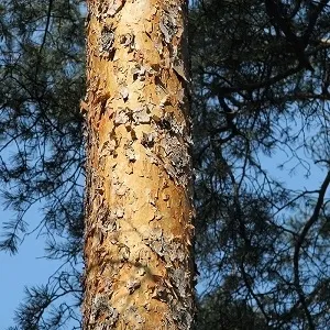 Сосновые опилки оптом в Омске купить - оперативная доставка по всей России