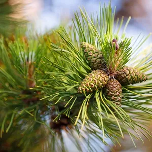 Сосновые опилки оптом в Омске от завода-производителя Лигнум Ресурс