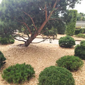 Хвойная щепа оптом в Омске купить - оперативная доставка по всей России